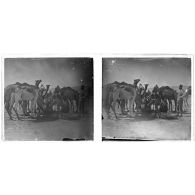 [Dromadaires à un point d'eau].<br>