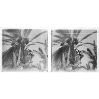 [Contre-plongée d'un homme au sommet d'un palmier].