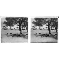 [Chèvres au pied d'un arbre].<br>