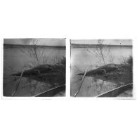 [Crocodile en bordure de rivière].<br>