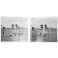 [Palmiers dans le désert].