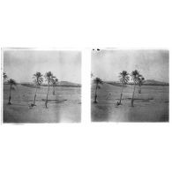 [Palmiers dans le désert].