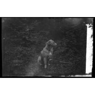 27-7-15. La Faisanderie. Quiqui. [légende d'origine]