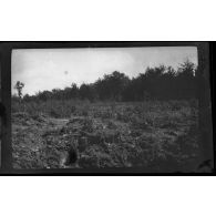 3-8-15. La Faisanderie. [légende d'origine]