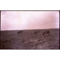 [Foucaucourt. 10-16. Anes].