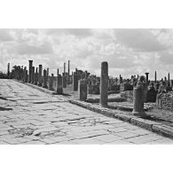 Ruines de Timgad. [légende d'origine]