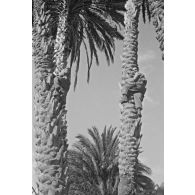 Palmeraie d'El Kantara, photographiée alors que la compagnie d'A. Perrin est au repos. [légende d'origine]