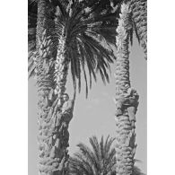 Palmeraie d'El Kantara, photographiée alors que la compagnie d'A. Perrin est au repos. [légende d'origine]