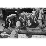 Déchargement d'un Marinefährprahm de la marine allemande (Kriegsmarine), ici la cargaison est constituée de bêtes (chèvres et de moutons).
