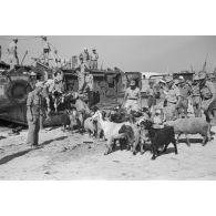 Déchargement d'un Marinefährprahm de la marine allemande (Kriegsmarine), ici la cargaison est constituée de bêtes (chèvres et de moutons).