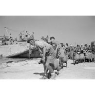 Déchargement d'un Marinefährprahm de la marine allemande (Kriegsmarine), ici la cargaison est constituée de bêtes (chèvres et de moutons).