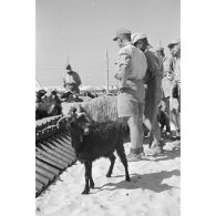 Déchargement d'un Marinefährprahm de la marine allemande (Kriegsmarine), ici la cargaison est constituée de bêtes (chèvres et de moutons).