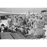 Déchargement d'un Marinefährprahm de la marine allemande (Kriegsmarine), ici la cargaison est constituée de bêtes (chèvres et de moutons).