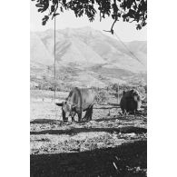 Le village crétois de Xidas sur les sommets d'Afendis (dans le secteur de Kastelli).