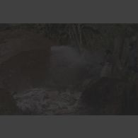 Un volontaire civil jette de la chaux sur des cadavres dans une fosse commune à Goma.