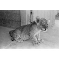 La mascotte baptisée "Whisky", un bébé lion.