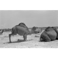 Troupeau de dromadaires dans le désert.