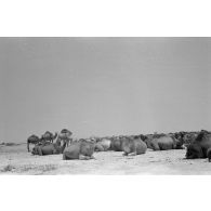 Troupeau de dromadaires dans le désert.