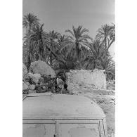 Rommel visite l'oasis de Siwa, le convoi de véhicules traverse le site.