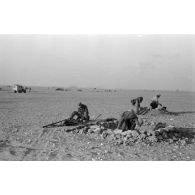 Mise en batterie d'une batterie de 4 canons de 8,8 cm Flak sur le front d'El Alamein.