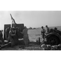 Mise en batterie d'une batterie de 4 canons de 8,8 cm Flak sur le front d'El Alamein.