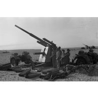 Mise en batterie d'une batterie de 4 canons de 8,8 cm Flak sur le front d'El Alamein.