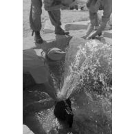 La source de l'oasis de Siwa bouillonne avec une forte pression.