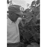 Pause déjeuner, au menu des figues.