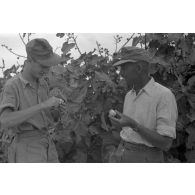 Pause déjeuner, au menu des figues.