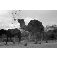 La circulation des mules et dromadaires attire le reporter.