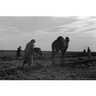 Travaux agricoles à l'aide d'un dromadaire.