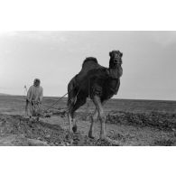 Travaux agricoles à l'aide d'un dromadaire.