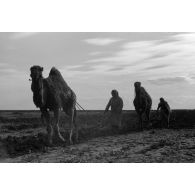 Travaux agricoles à l'aide d'un dromadaire.
