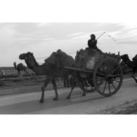 La circulation des mules et dromadaires attire le reporter.