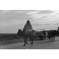 La circulation des mules et dromadaires attire le reporter.