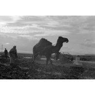 Travaux agricoles à l'aide d'un dromadaire.