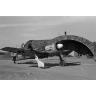 A Bizerte (Bizerte Sidi Ahmed-Tunisie), les activités du SKG 10 avec notamment l'Oberleutnant Fritz Schröter.