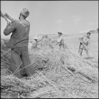 Travaux agricoles à la ferme Bonnet aux environs des monts du Sidi Ali Bou Nab.