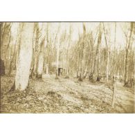 [Campement dans la forêt, s.d.]