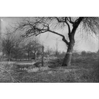 [Tombe au pied d'un arbre, s.d.]