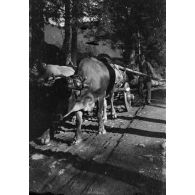 [Transport de bois sur une route, s.d.]