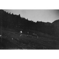Un hHomme et  une femme dans un champ, à côté d'une vache, s.d.]
