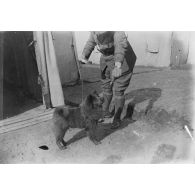 [Récompense donnée à un chien, s.d.]