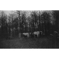 [Soldats posant à côté de vaches, s.d.]