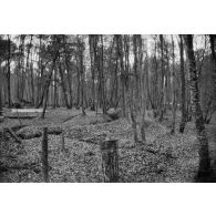 [Boyaux de tranchées circulant entre les arbres, s.d.]