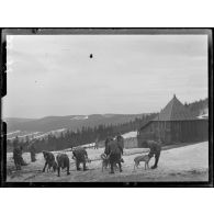 Le Tanet. Attelage de chiens de l'Alaska. [légende d'origine]