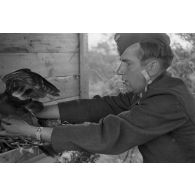 Un sous-officier (Unteroffizier), fauconnier de la Luftwaffe, attrape un volatile dans une cage.