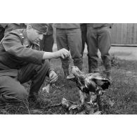 Un sous-officier (Unteroffizier), fauconnier de la Luftwaffe, entouré de ses camarades donne à manger des morceaux d'oiseau.