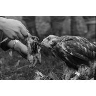 Un faucon mange un lambeau de chair d'oiseau, tendu par un sous-officier (Unteroffizier), fauconnier de la Luftwaffe.