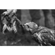 Un faucon mange un lambeau de chair d'oiseau, tendu par un sous-officier (Unteroffizier), fauconnier de la Luftwaffe.
